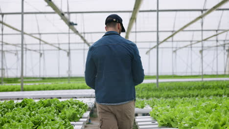 Hydroponic-farm,-lettuce-growth