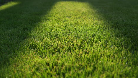 Lush-green-grass-on-the-lawn,-trimmed-evenly.-Slider-shot