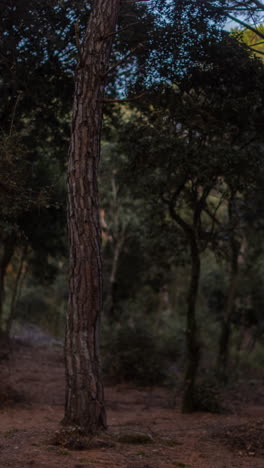 Las-Sombras-Pasan-En-Un-Bosque-A-última-Hora-De-La-Tarde-En-Vertical.