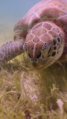 Unechte-Karettschildkröte-Unter-Wasser