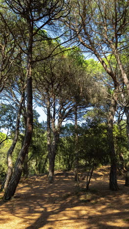 Schatten-Ziehen-Sich-Am-Späten-Nachmittag-In-Einem-Wald-In-Vertikaler-Richtung