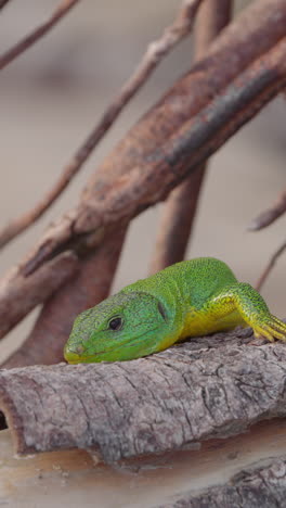 green-gecko-in-greece-close-up-in-vertical