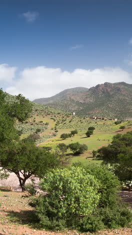 Paisaje-De-árboles-De-Argán-En-Atlas,-Marruecos-En-Vertical