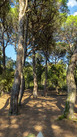 shadows-pass-in-a-forest-in-the-late-afternoon-in-vertical