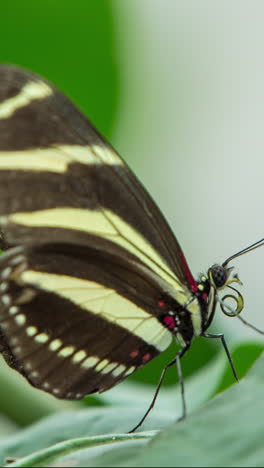 Mariposa-Glasswing-En-El-Santuario-De-La-Naturaleza