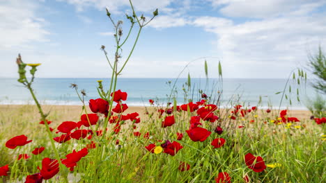 Flores-De-Amapola-Y-Playa