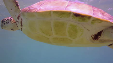 Loggerhead-turtle-underwater