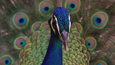 Peacock-with-its-feather-open-wide