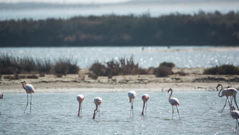 Flamencos-En-Aguas-Poco-Profundas-Del-Delta-En-Invierno