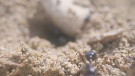 Close-up-footage-of-ants