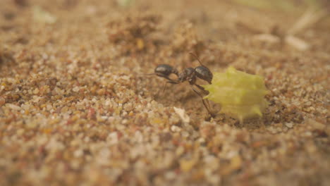 Close-up-footage-of-ants