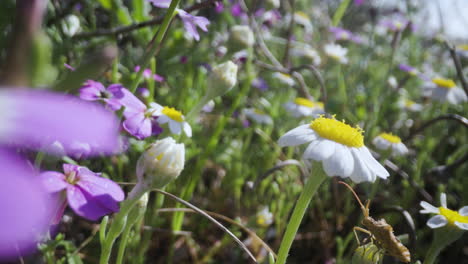 Kamillenblüten-Auf-Einem-Feld