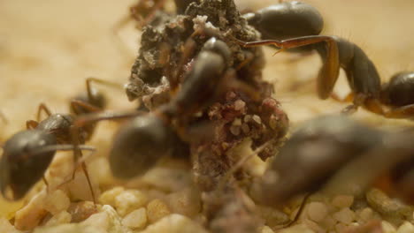 Close-up-footage-of-ants