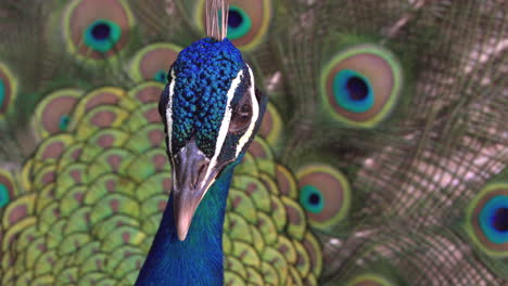 Peacock-with-its-feather-open-wide