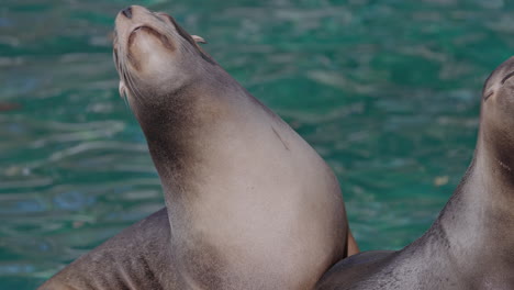 sea-lions