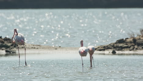 Flamencos-En-Aguas-Poco-Profundas-Del-Delta-En-Invierno