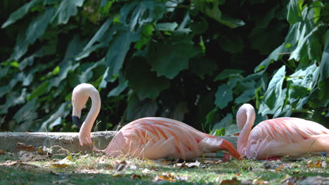 Pfau-Mit-Weit-Geöffneten-Federn