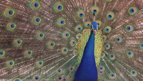 Pfau-Mit-Weit-Geöffneten-Federn