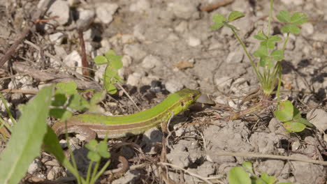 Ein-Grüner-Gecko-In-Griechenland