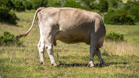 Vacas-En-El-Paisaje-Natural