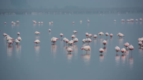 Flamingos-Im-Flachen-Deltawasser-Im-Winter