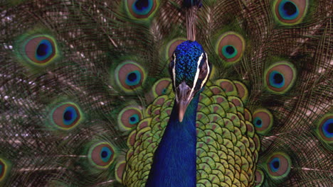 Peacock-with-its-feather-open-wide