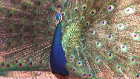 Peacock-with-its-feather-open-wide