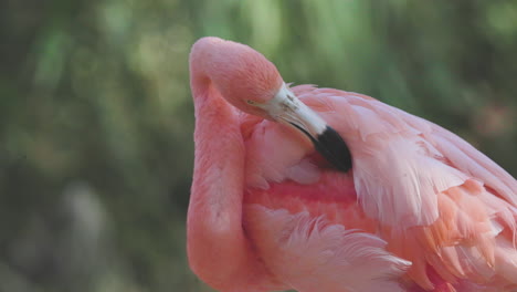 Flamencos-Rosados-De-Cerca