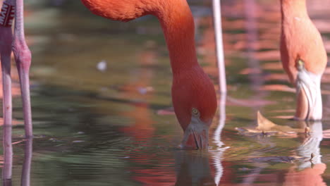 Flamencos-Rosados-De-Cerca