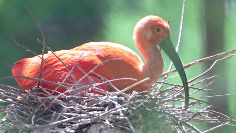 Scharlachsichler-Vogel