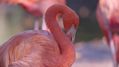 Flamencos-Rosados-De-Cerca