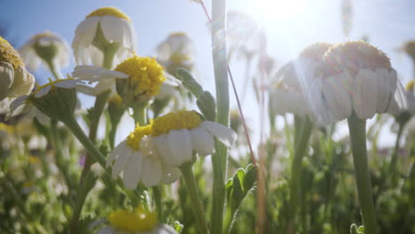 Kamillenblüten-Auf-Einem-Feld