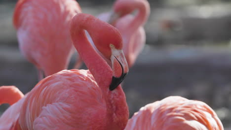 Rosa-Flamingos-Aus-Nächster-Nähe