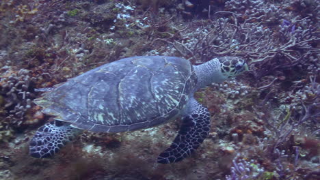 Unechte-Karettschildkröte-Unter-Wasser