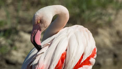 Flamencos-En-Aguas-Poco-Profundas-Del-Delta-En-Invierno