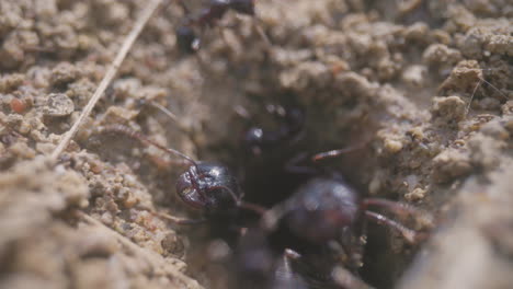 Close-up-footage-of-ants