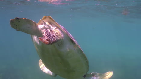 Unechte-Karettschildkröte-Unter-Wasser