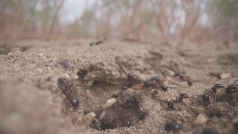 Close-up-footage-of-ants