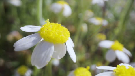 Kamillenblüten-Auf-Einem-Feld