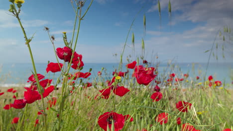 Mohnblumen-Und-Strand