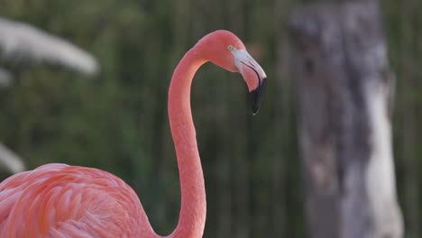 Flamencos-Rosados-De-Cerca