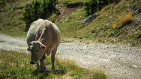 Vacas-En-El-Paisaje-Natural