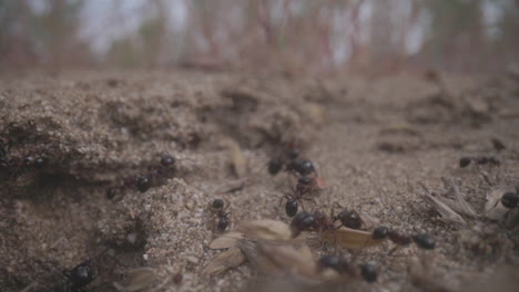 Close-up-footage-of-ants