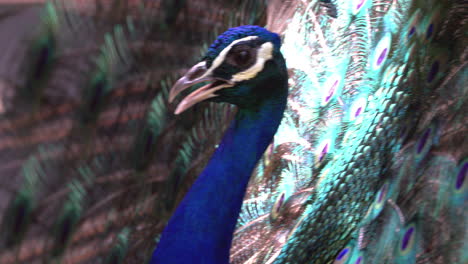 Peacock-with-its-feather-open-wide