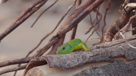 Un-Gecko-Verde-En-Grecia