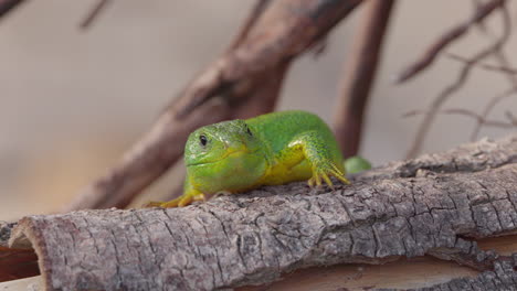 Un-Gecko-Verde-En-Grecia