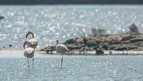 Flamingos-Im-Flachen-Deltawasser-Im-Winter