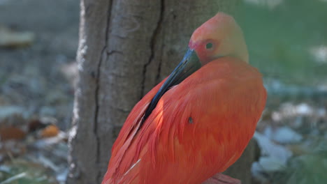 scarlet-ibis-bird