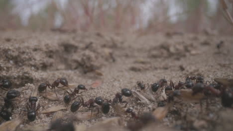 Close-up-footage-of-ants