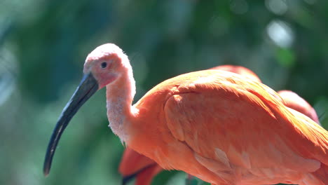 Scharlachsichler-Vogel